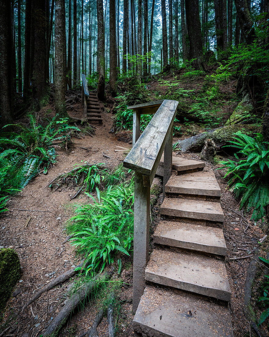 Mystical Rainforest; Canada, British Columbia, Vancouver Island