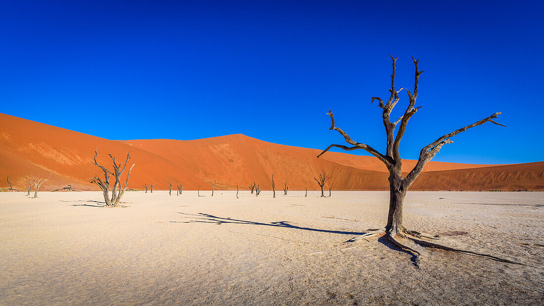 Surreal; Namibia, Namib Naukluft National Park, Deadvlei