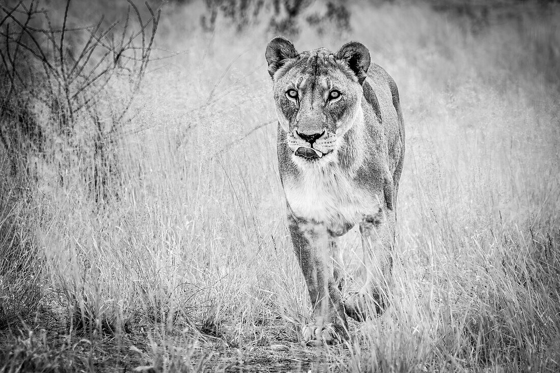 Annäherung; Löwe in Namibia, Na'an ku se Willdlife Sanctuary