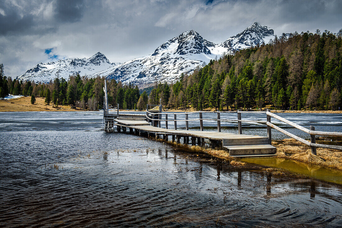 harbingers of spring; Switzerland, Canton of Graubünden, Lej da Staz