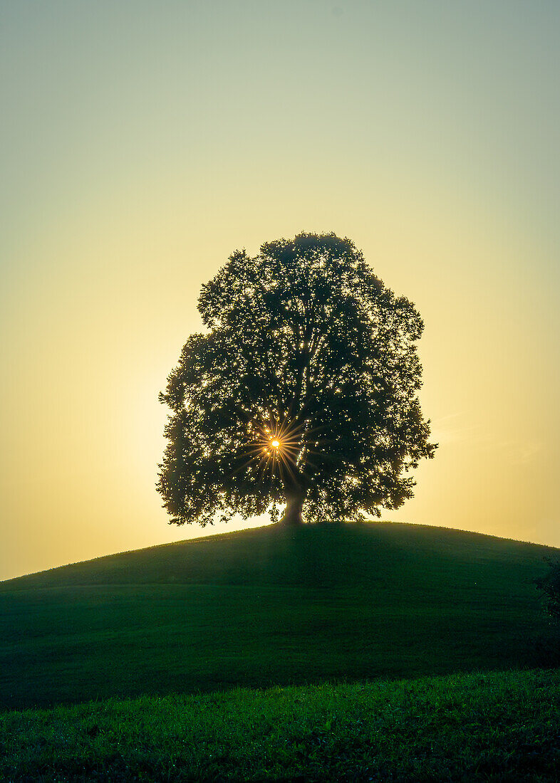 Durchscheinend, allein stehender Baum im Sonnenlicht, Schweiz, Kanton Zug