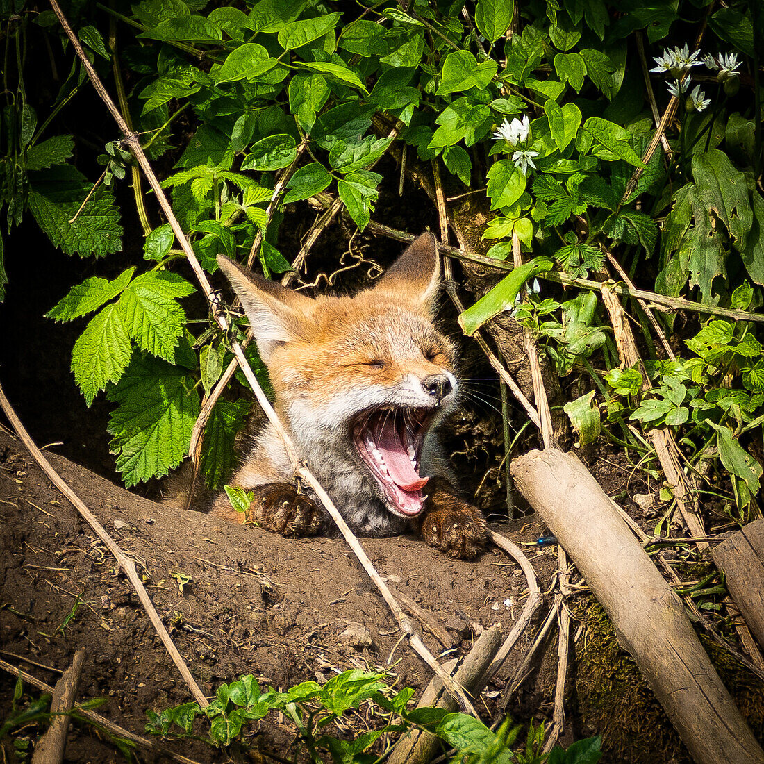 Tired fox pup; Switzerland, Canton of Zurich