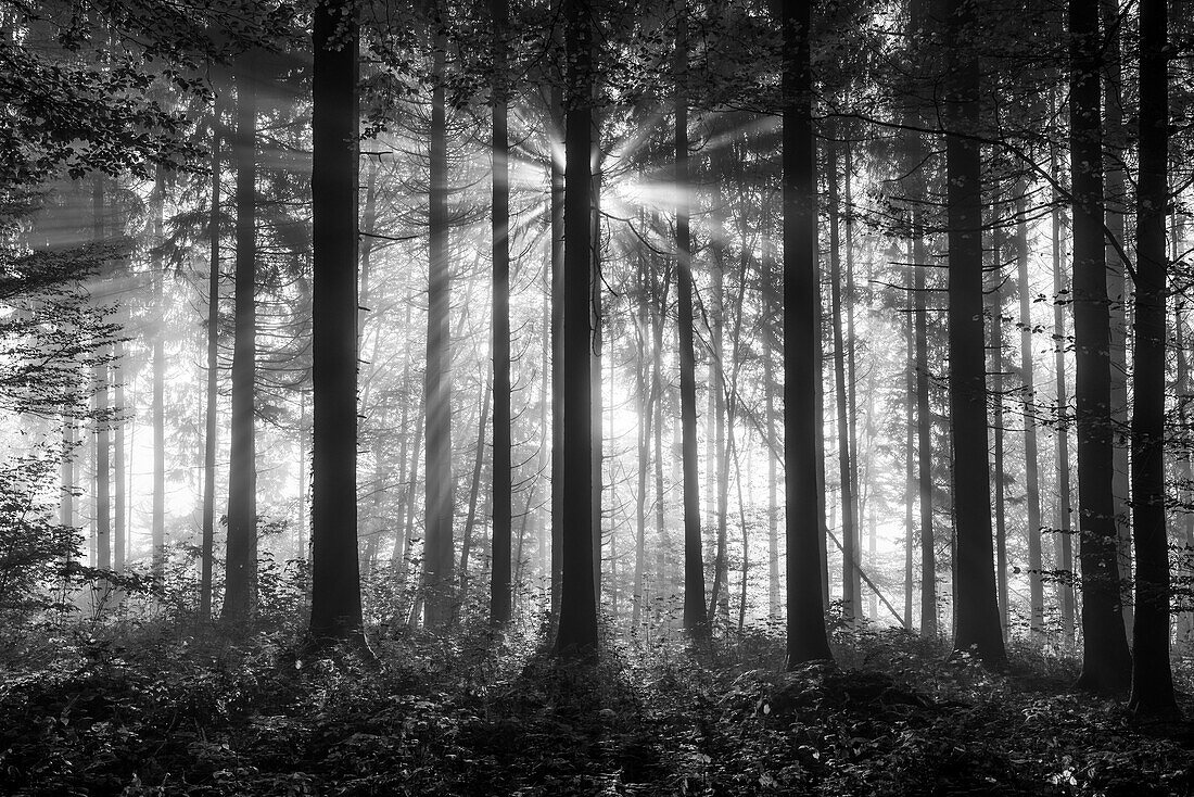 Licht ins Dunkel; Wald im Sonnenlicht mit Sonnenstrahlen, Schweiz, Kanton Zürich, Zürcher Unterland