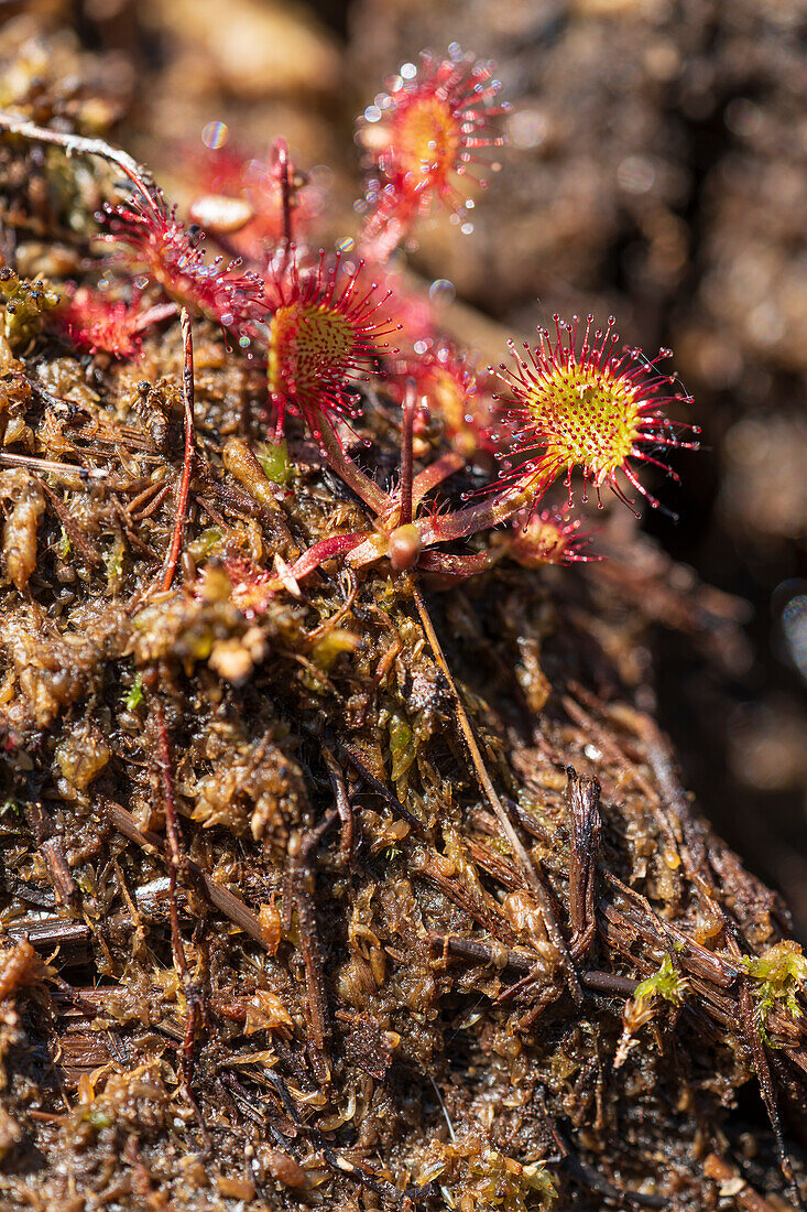 Round-leaved sundew, Drosera rotundifolia