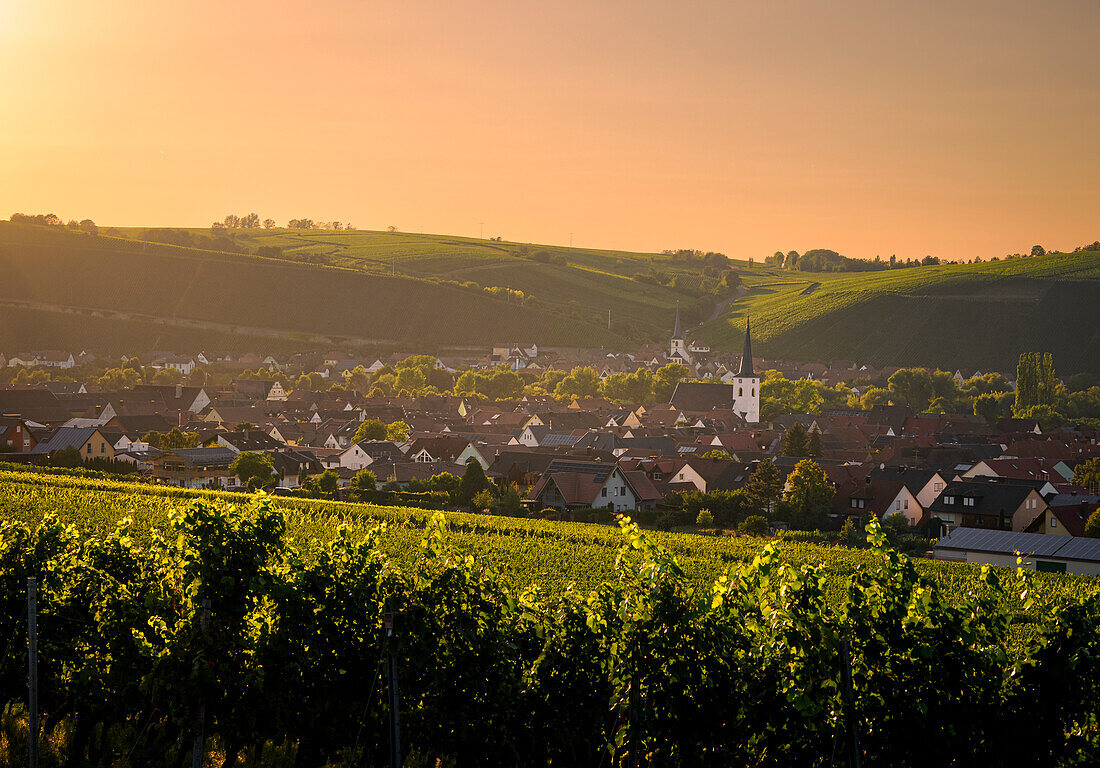 Sonnenuntergang über den Weinbergen der Weininsel und dem Weinort Nordheim am Main und Escherndorf an der Volkacher Mainschleife, Landkreis Kitzingen, Unterfanken, Franken, Bayern, Deutschland