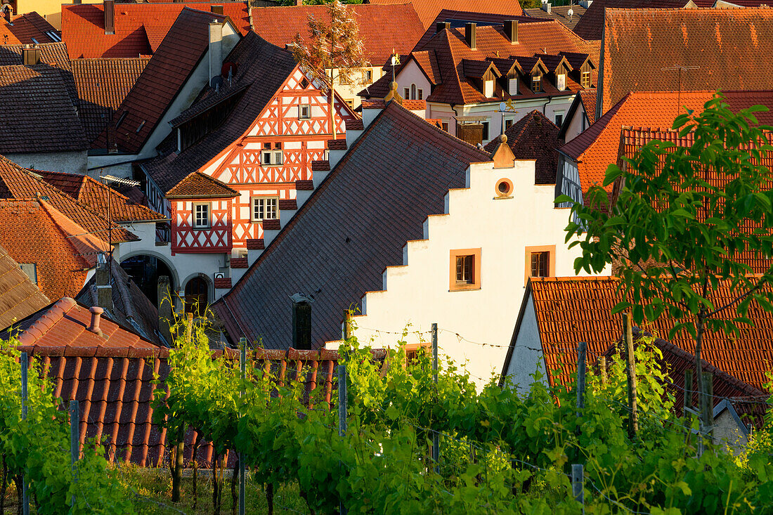 Wine town Wipfeld am Main, Schweinfurt district, Lower Franconia, Franconia, Bavaria, Germany