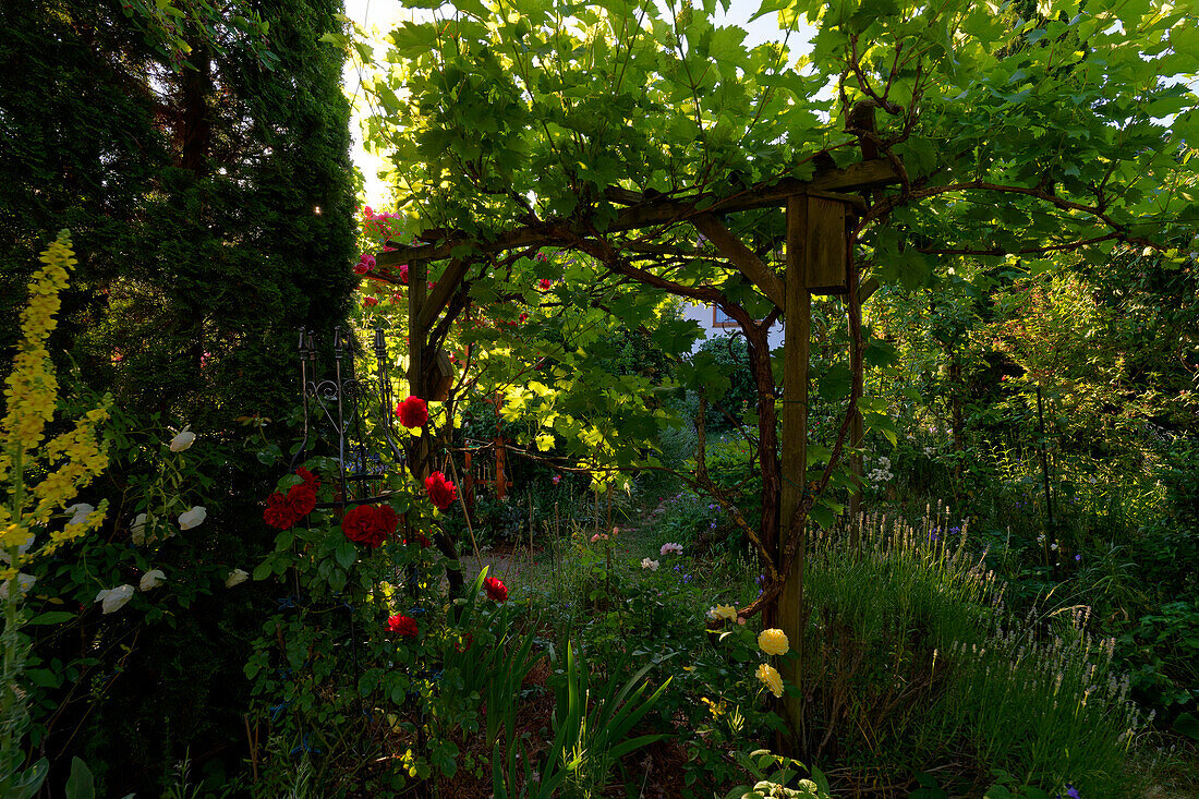 Rosenblüten im Morgenlicht