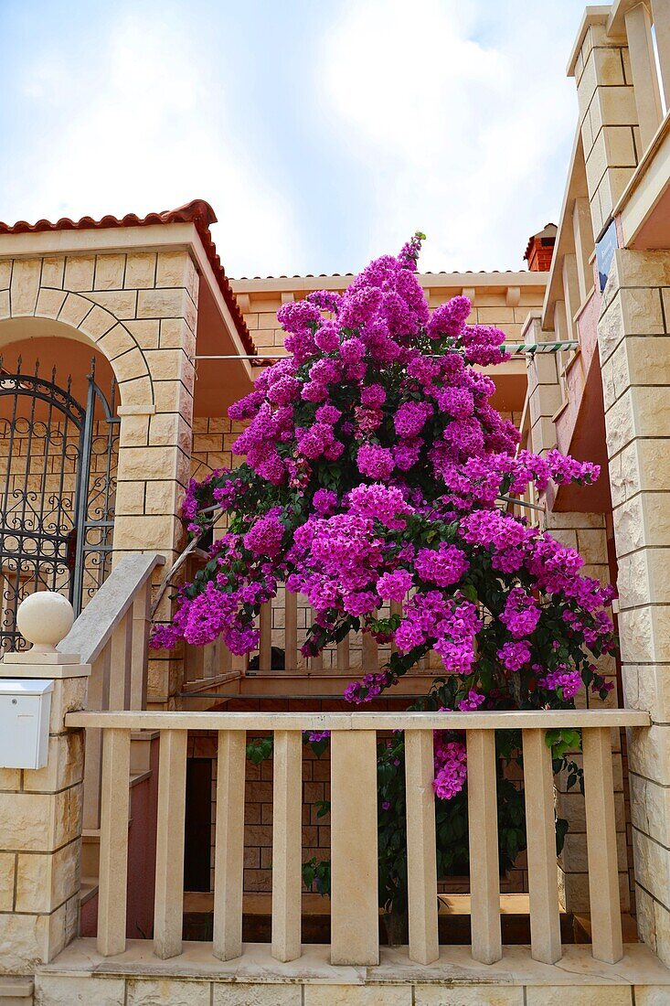 Bougainvillea zwischen mediterranen Häusern, Dalmatien, Kroatien