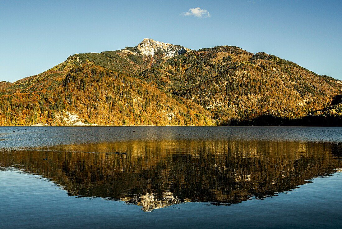 Schafberg in the Salzkammergut in autumn, reflected in Lake Wolfgangsee, St. Gilgen, Salzburger Land, Austria