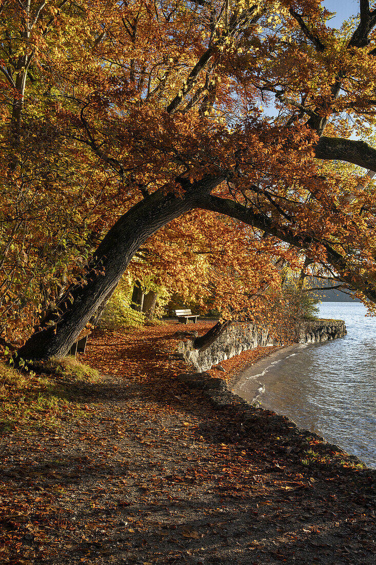 Herbstmorgen am Starnberger See, Bayern, Deutschland