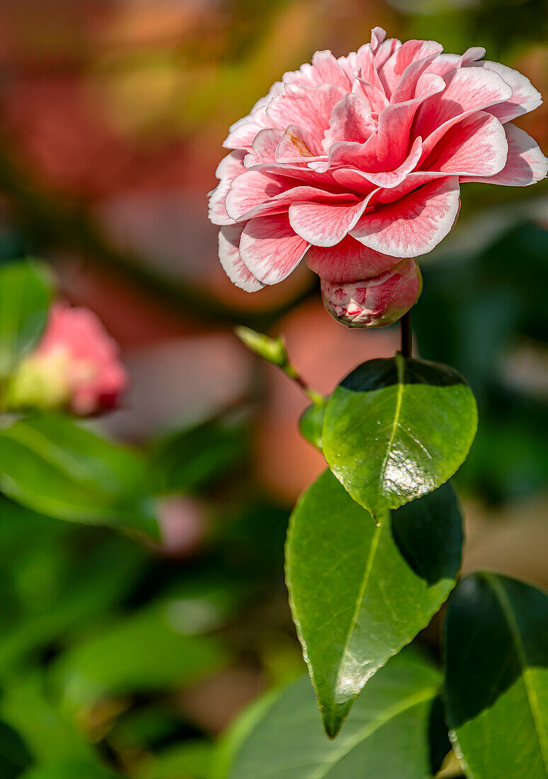 Flower of the Camellia Japonica "Herme", camellia