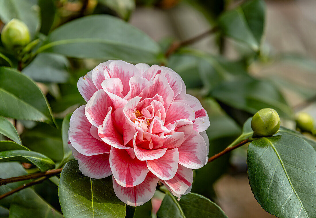 Blüte der Camellia Japonica "Herme", Kamelie