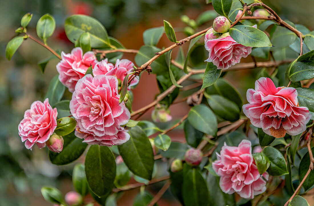 Blüten der Camellia Japonica "Herme", Kamelie