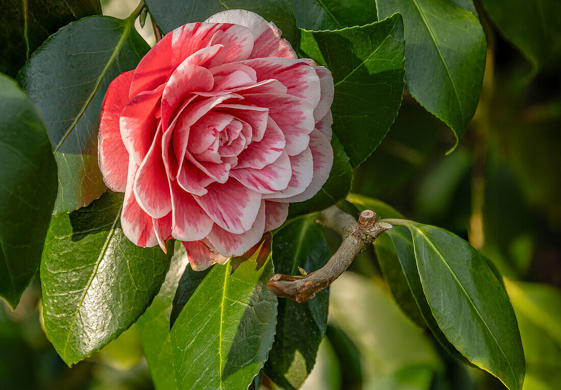 Camellia Japonica "Herme" camellia flowers