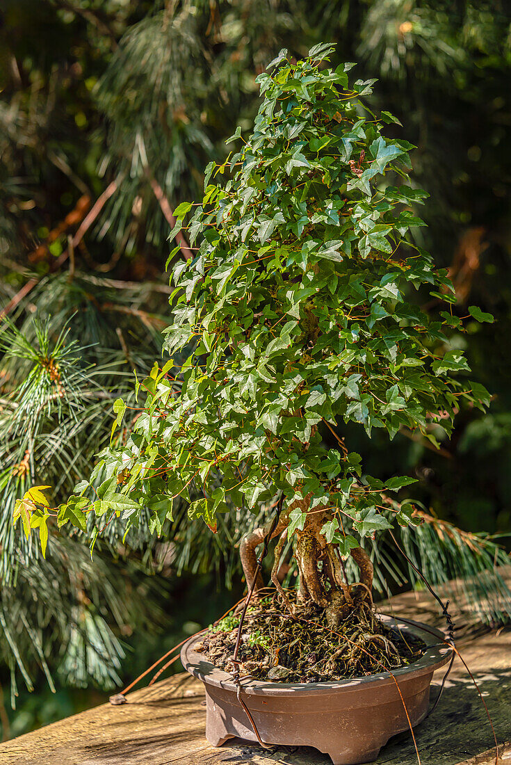 Nahaufnahme eines Dreispitzahorn Bonsai (Acer buergerianum Mig)