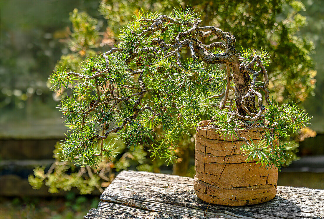 Nahaufnahme eines Europäische Lärchen Bonsai (Larix decidua)