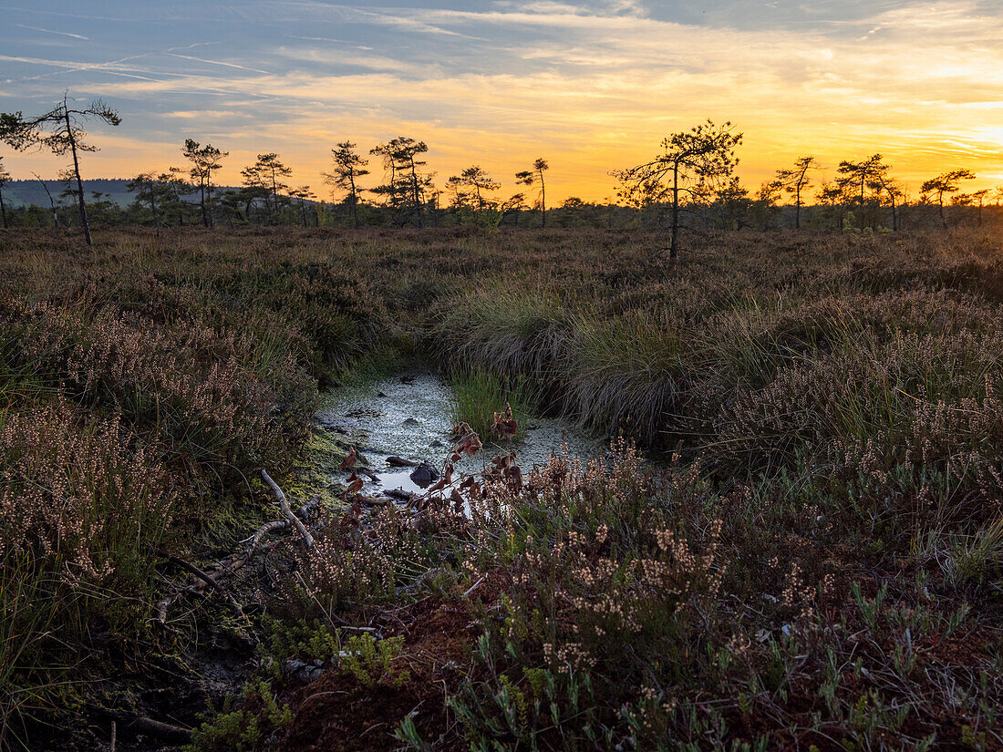 Das Naturschutzgebiet "Schwarzes Moor" im Abendlicht, Biosphärenreservat Rhön, Unterfranken, Franken, Bayern, Deutschland