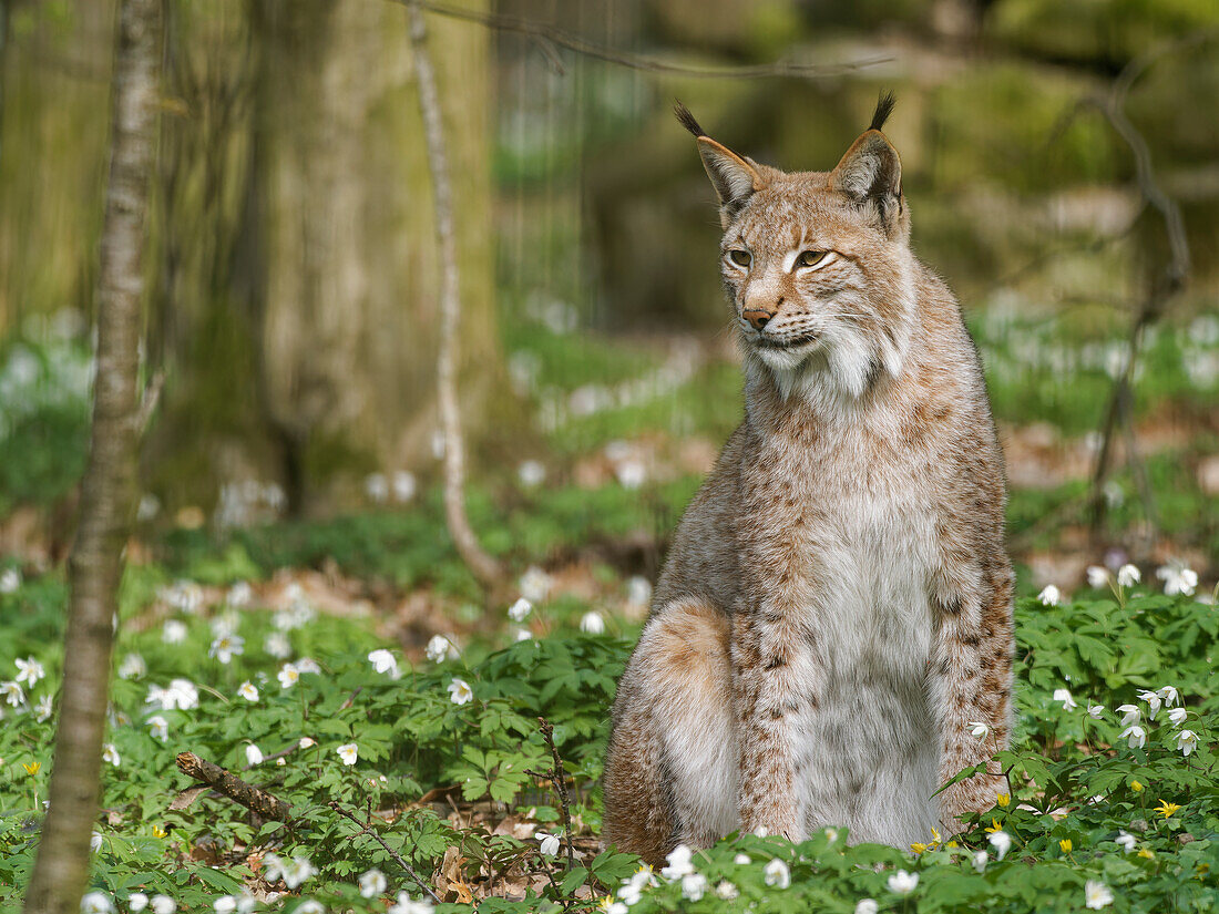 Eurasian lynx, northern lynx, Lynx lynx, lynx