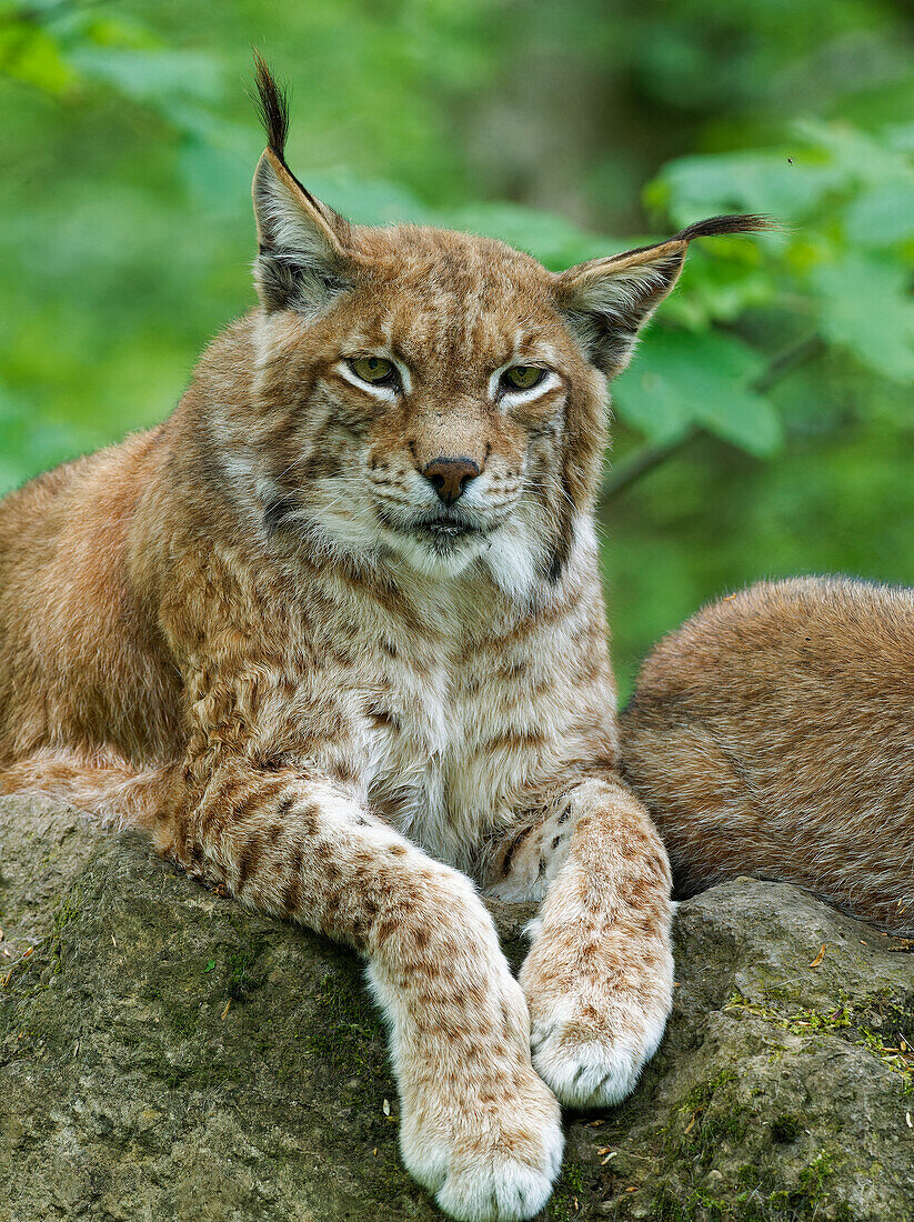 Eurasian lynx, northern lynx, Lynx lynx, lynx