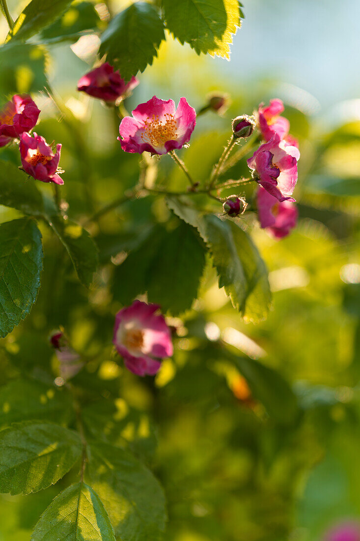 Rose petals in the morning light