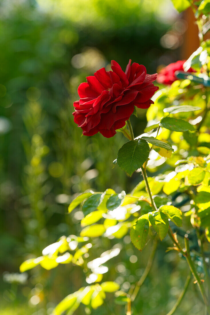 Rosenblüten im Morgenlicht