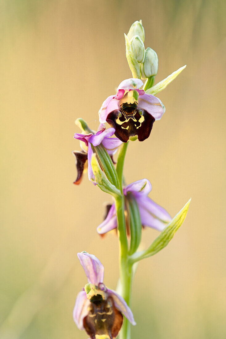 Bumblebee Ragwort, Bumblebee Ragwort, Ophrys holoserica, Ophrys, fuciflora