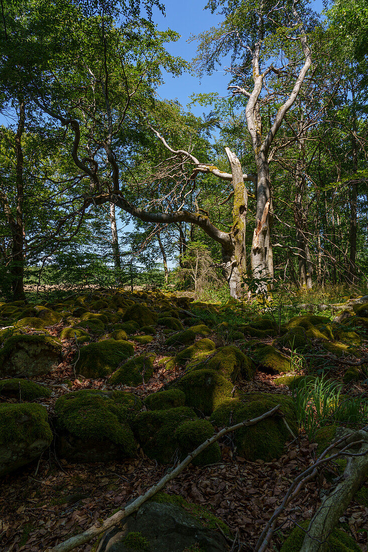 Landscape in the NSG &quot;Hohe Rhön&quot; between the Black Moor and the Eisgraben, Rhön Biosphere Reserve, Lower Franconia, Franconia, Bavaria, Germany