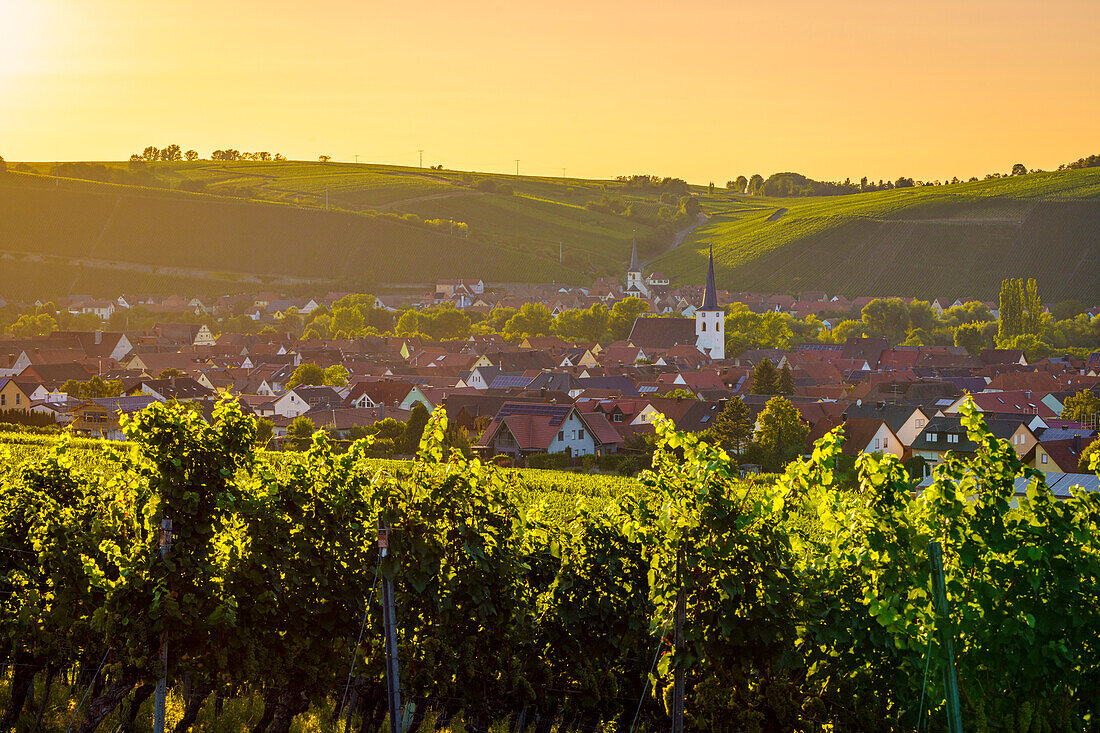 Sonnenuntergang über den Weinbergen der Weininsel und dem Weinort Nordheim am Main und Escherndorf an der Volkacher Mainschleife, Landkreis Kitzingen, Unterfanken, Franken, Bayern, Deutschland