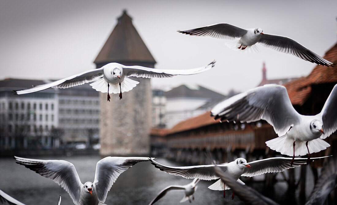 Seagulls in Lucerne; Lucerne, Switzerland