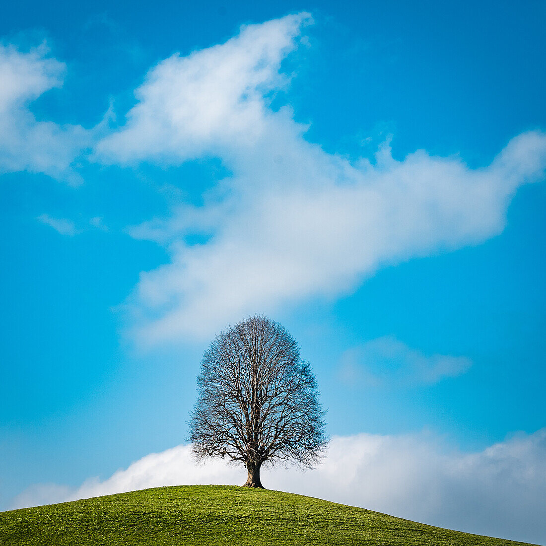 hill with tree; Canton of Zug, Switzerland