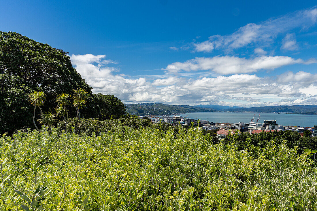 Views of the Wellington New Zealand Botanical Gardens after taking the tram to the top.