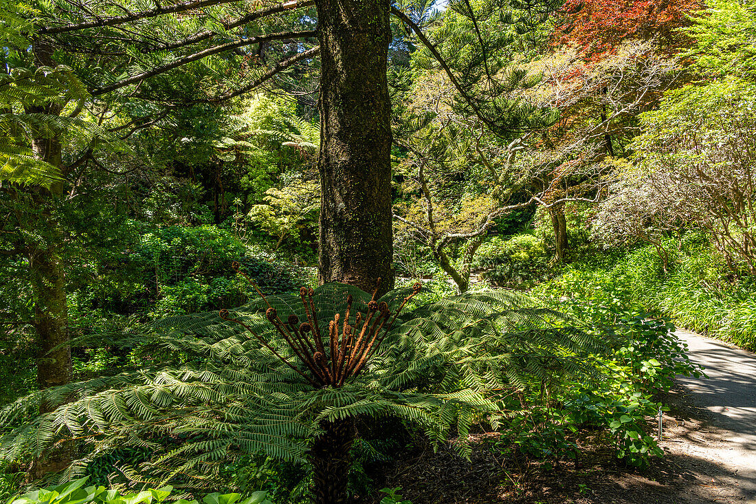 Views of the Wellington New Zealand Botanical Gardens after taking the tram to the top.