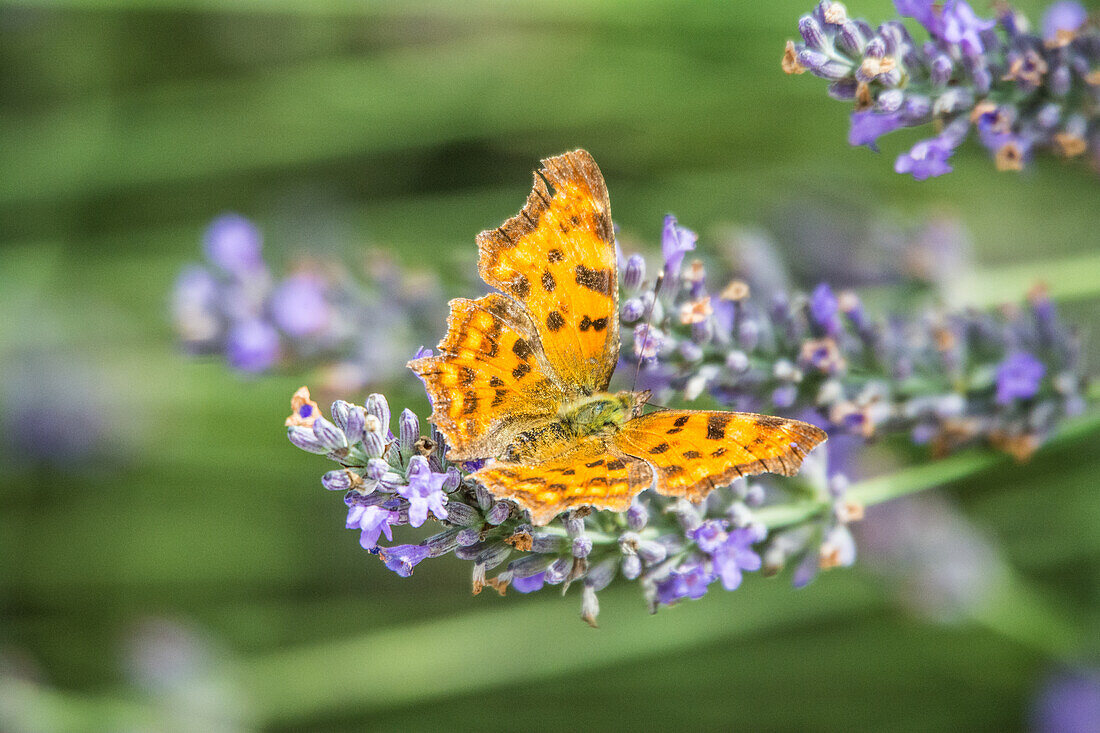 Fritillary butterfly on lavender, Bavaria, Germany