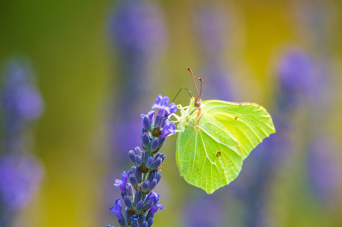 Brimstone butterfly, on lavender blossom, Bavaria, Germany