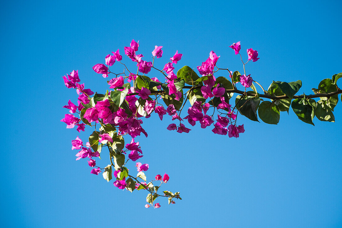 Bougainvillea Zweig vor blauem Himmel, Costa Blanca, Provinz Alicante, Spanien