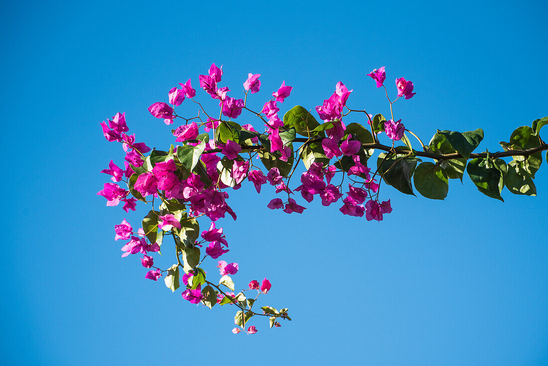 Bougainvillea branch rising into the deep blue Spanish sky