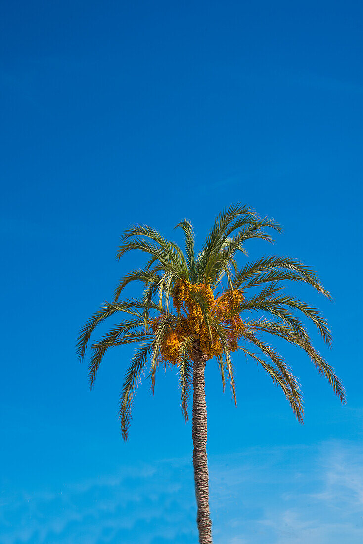 Dattelpalme mit reifen  Früchten vor blauem Himmel, an der Costa Blanca, Provinz Alicante, Spanien