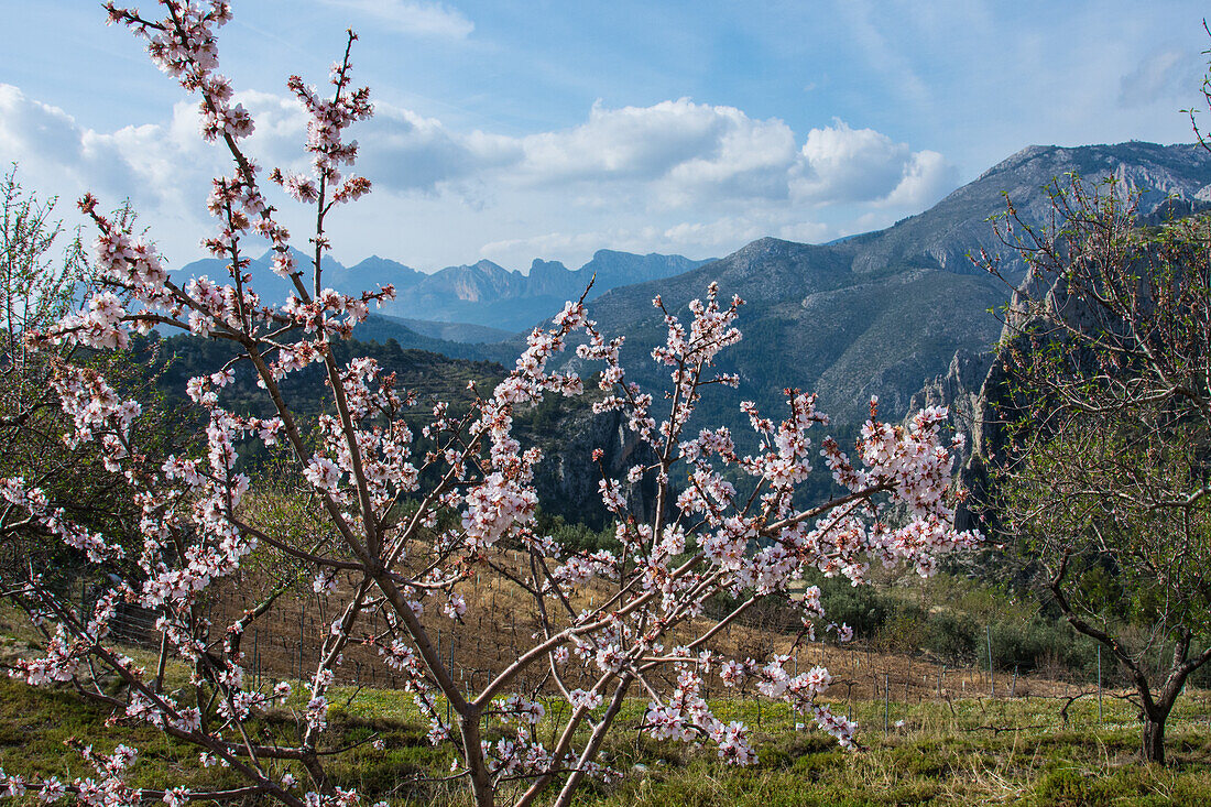 Mandelblüte im Januar in Berglandschaft, in der Sierra Aixorta, Costa Blanca, Provinz Alicante, Spanien