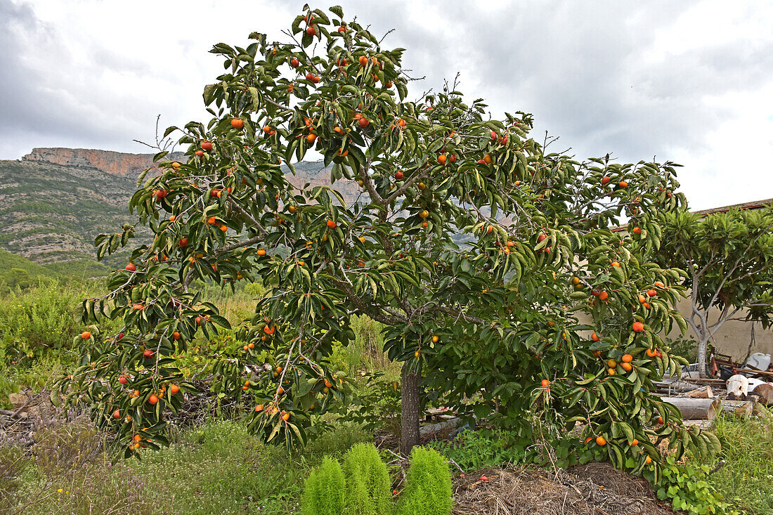 Wilder Kakifruchtbaum mit Früchten in den Bergen, Provinz Valencia, Spanien