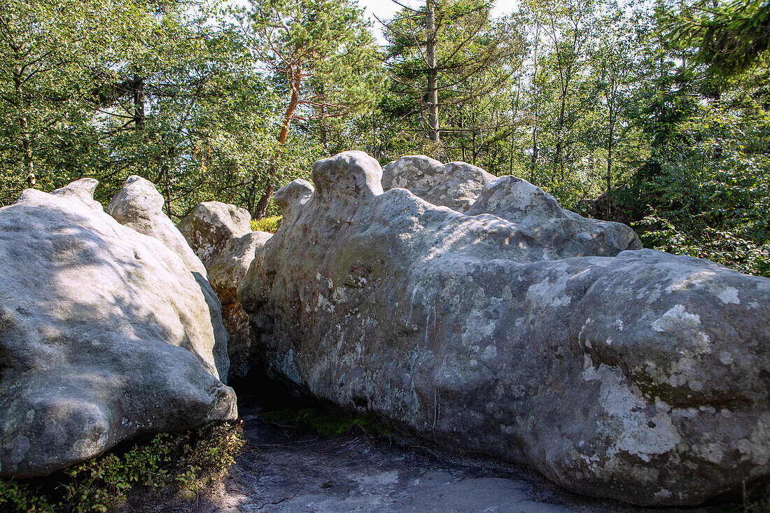 Rock formations in the Błędne Skały rock labyrinth (Bledne Skaly) in the Lołowe Mountains (Góry Stołowe National Park) in the Glatzer Uplands in the Dolnośląskie Voivodeship of Poland