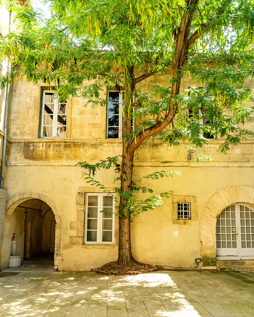 Ein großer Baum vor einem mittelalterlichen Gebäude in Arles, Frankreich.
