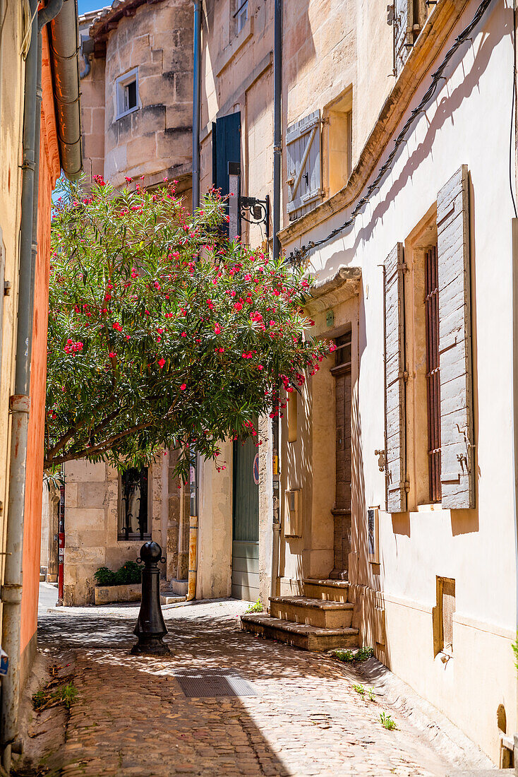 Baum mit Blumen spendet etwas Schatten an einem heißen Sommertag in der mittelalterlichen Stadt Arles, Frankreich.
