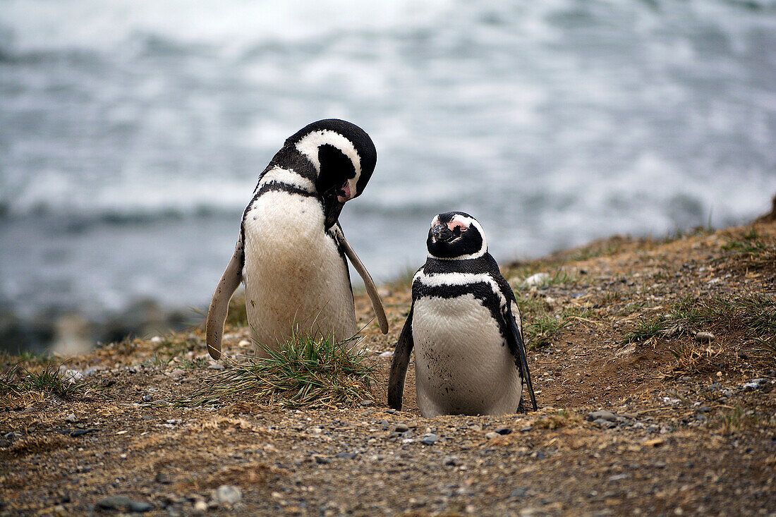 Chile; Südchile; Region Magallanes; Magellanstraße; Isla Magdalena; Monumento Natural Los Pinguinos; Magellan Pinguine vor ihrer Bruthöhle