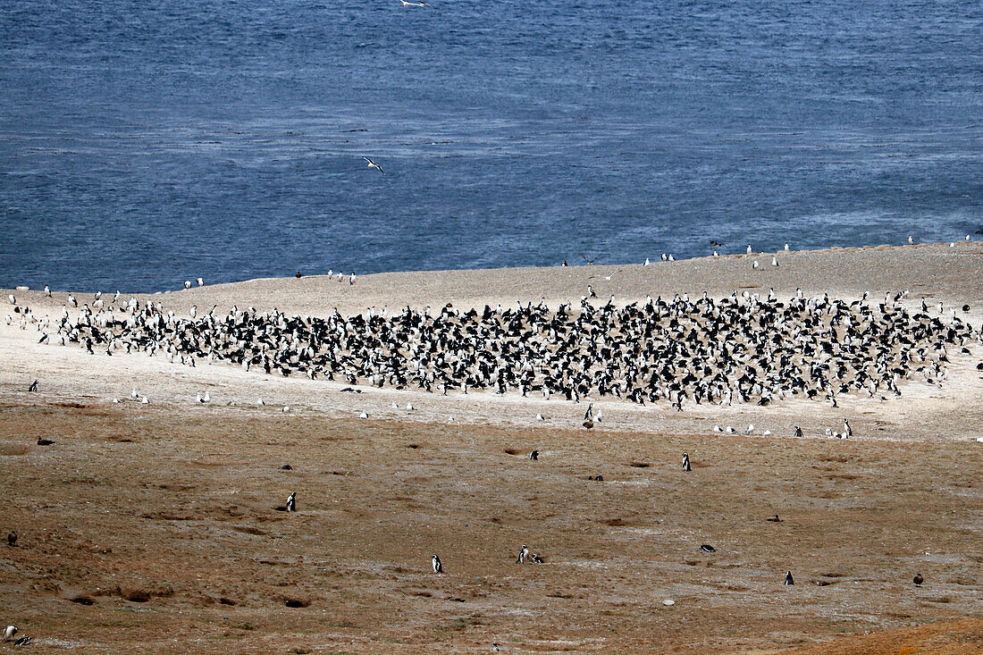 Chile; Southern Chile; Magallanes Region; Strait of Magellan; Isla Magdalena; Monumento Natural Los Pinguinos; Magellanic penguin colony
