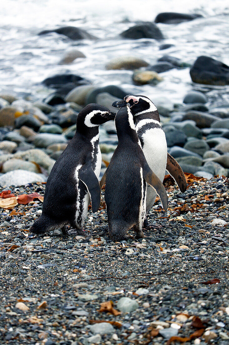 Chile; Southern Chile; Magallanes region; Strait of Magellan; Monumento Natural Los Pinguinos; Isla Magdalena; Magellanic penguins on the shore