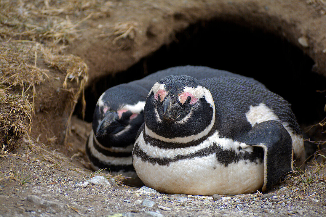 Chile; Southern Chile; Magallanes Region; Strait of Magellan; Isla Magdalena; Monumento Natural Los Pinguinos; Magellanic penguin pair in front of the breeding cave