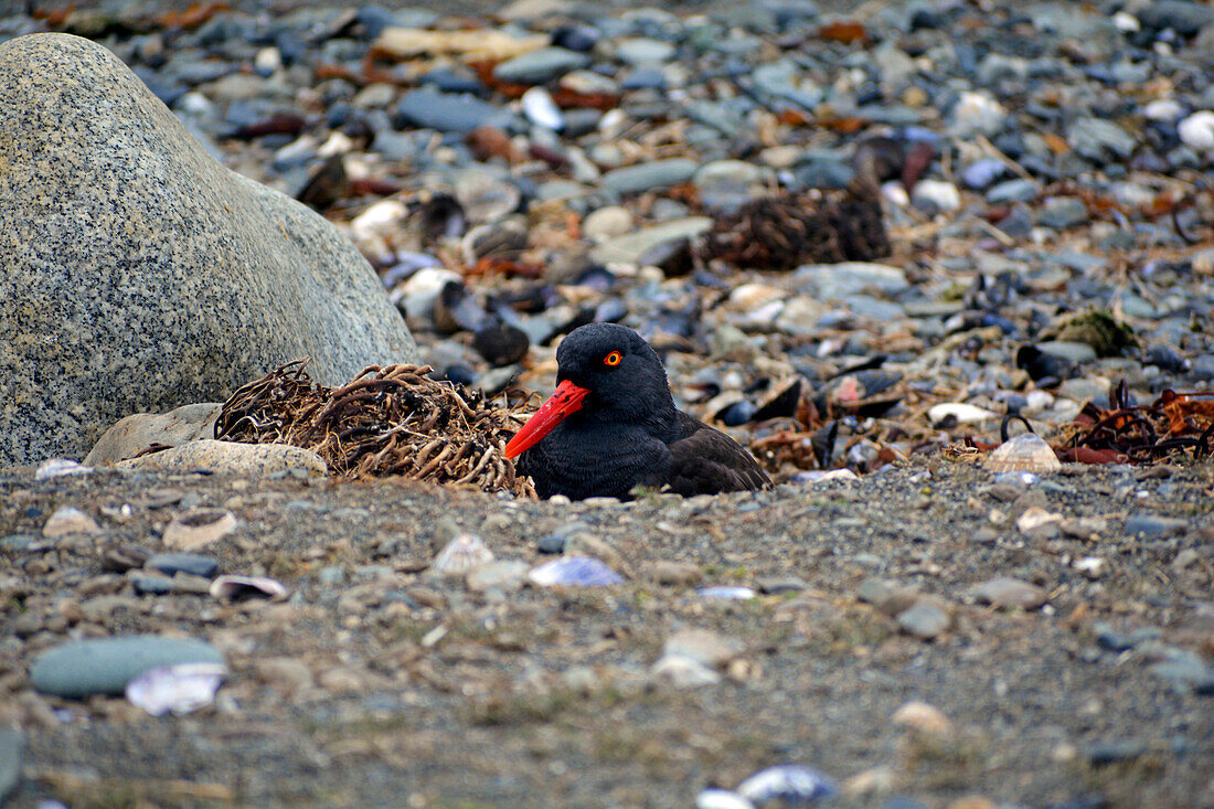 Chile; Southern Chile; Magallanes Region; Strait of Magellan; Isla Magdalena; Monumento Natural Los Pinguinos; Oystercatcher broods in its nest
