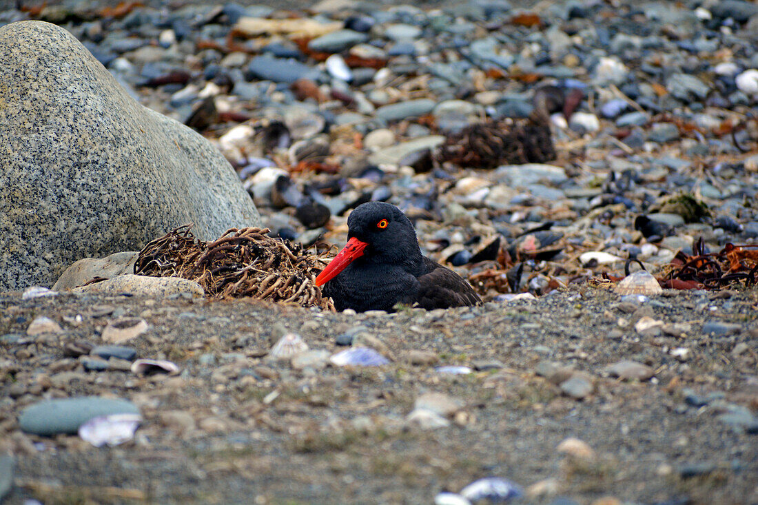 Chile; Südchile; Region Magallanes; Magellanstraße; Isla Magdalena; Monumento Natural Los Pinguinos; Austernfischer brütet in seinem Nest