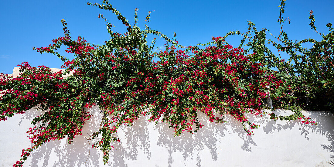 Blooming bougainvillea in Crete, Greece