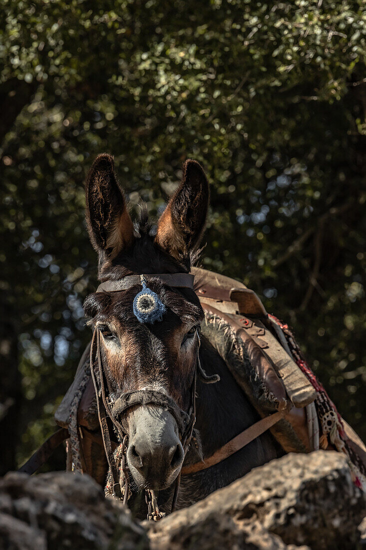 Donkey on a mountain in Greece